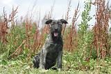 BOUVIER DES ARDENNES 314